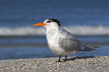Royal Tern (Sterna maxima) standing on a beach on the Gulf of Mexico.