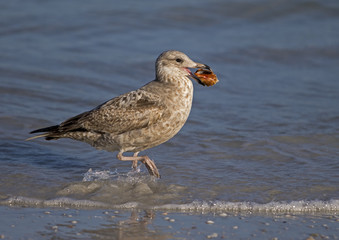 Herring Gull (Larus argentatus) walking on a Gulf Coast beach with a Knobby Whelk shell