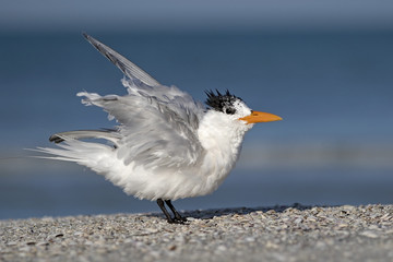 Royal Tern (Sterna maxima) shaking off water after diving into the Gulf of Mexico.