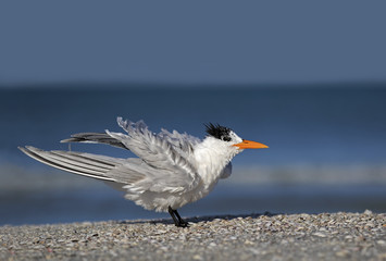 Royal Tern (Sterna maxima) shaking off water after diving into the Gulf of Mexico.