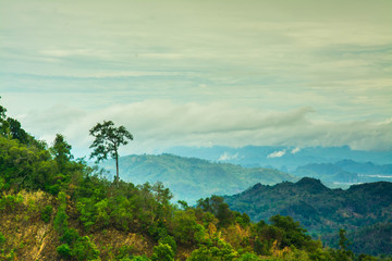 Mountain and trees of the rain forest.