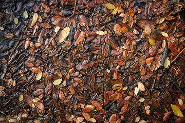 Pile of old leaves background