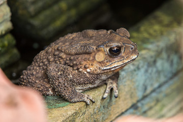 toad