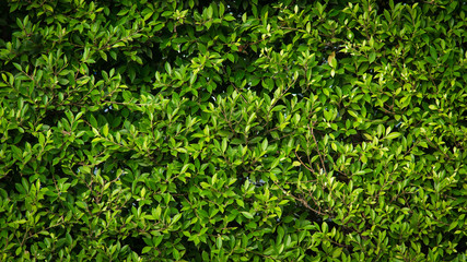 Obraz premium Green leaves