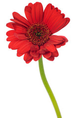 Close up of single red gerbera flowe