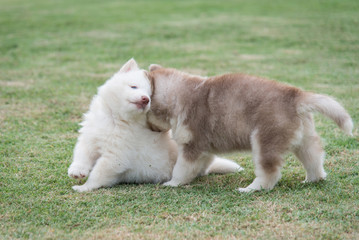 siberian husky puppies lying on green grass