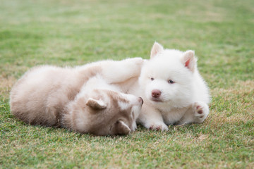 Naklejka na ściany i meble siberian husky puppies lying on green grass