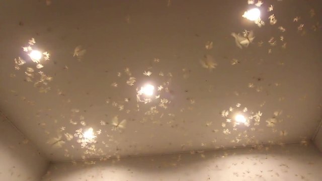 a lot of winged termite playing light of the house in the rural area, Thailand