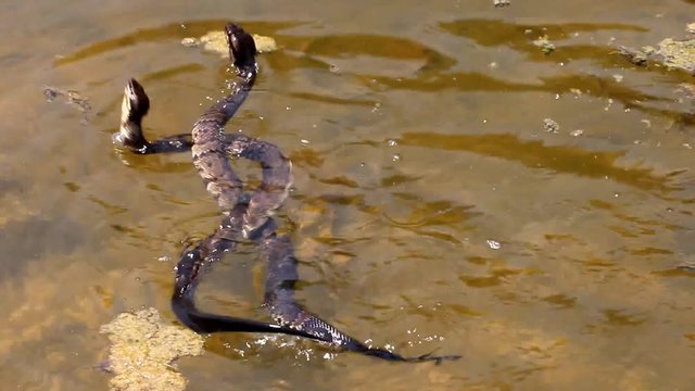 Two Water Moccasin fighting