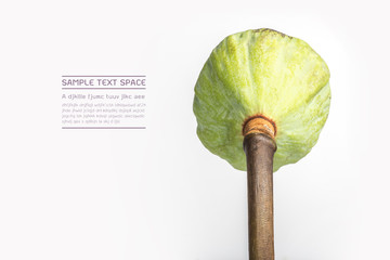 lotus seeds, lotus seeds on white background, Back view