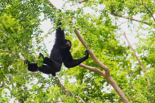 Siamang Gibbon