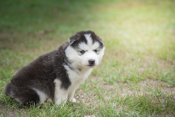 Obraz premium puppy lying on green grass under sunlight