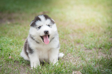puppy lying on green grass under sunlight
