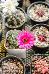 Blooming flower cactus