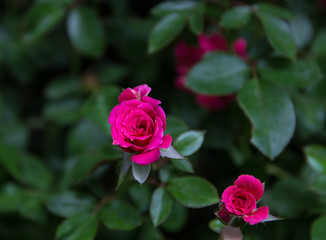 Red rose on a background of green foliage in the garden