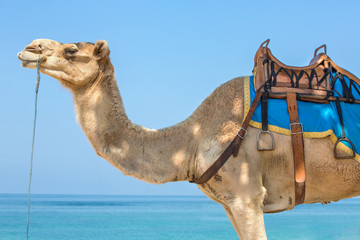 Arabian Camel Close-Up