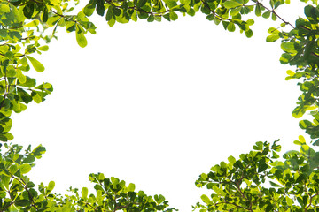 Fototapeta premium green leaf frame