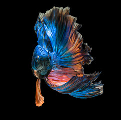 macro moving fighting fish