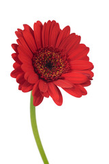 Close up of red gerbera flower
