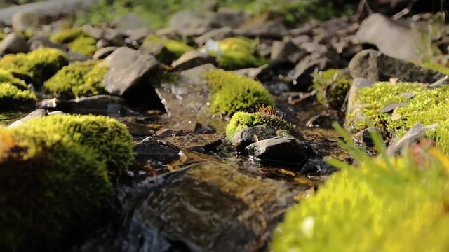 Wet mossy stone under small runner stream, close up view