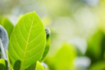 Blur Background Leaves