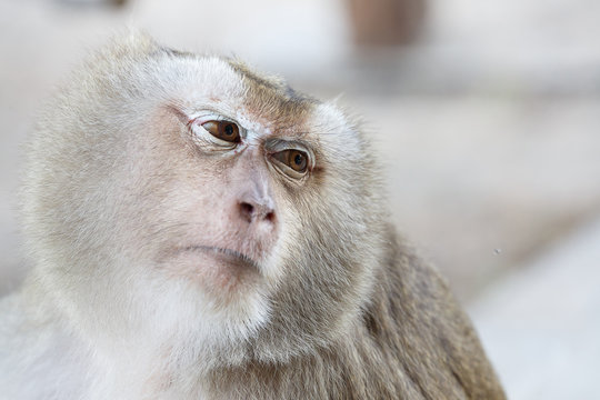 Portrait monkey