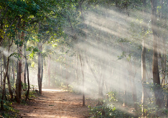 Światło słoneczne w lesie z mgłą - 112436712