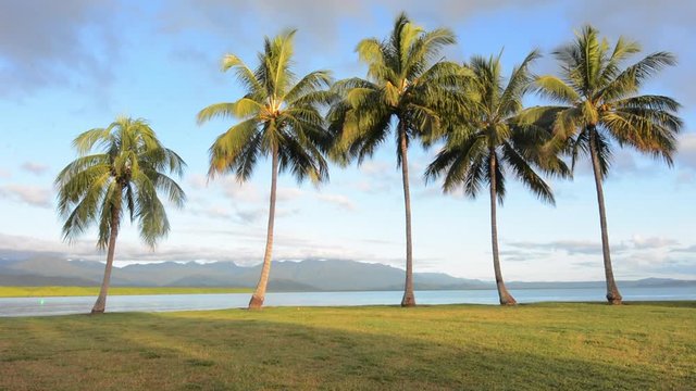  Row of palm trees in Port Douglas Queensland Australia