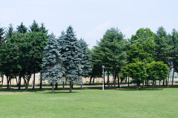 公園の木々