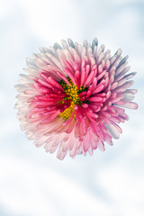 pink chrysanthemum flower