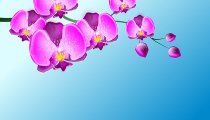 Fototapeta na wymiar Orchid on blue background