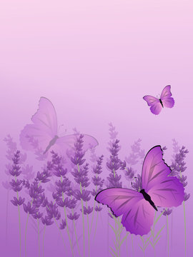 Fototapeta Lavender background with butterfly