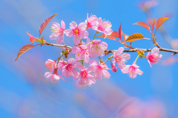 Pink cherry blossom in blue sky 