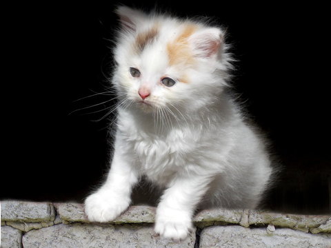 Cute kitten on wall