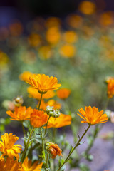 marigold flowers