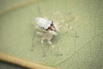 Macro of spider insect focus at eye