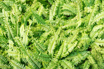 Green fern leaves bush background