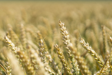 Fototapeta premium wheat field, closeup wheats