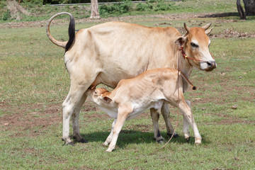 Cow and calf