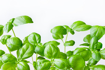 Green genovese basil plant