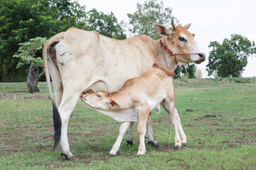 Naklejka na ściany i meble Cow and calf
