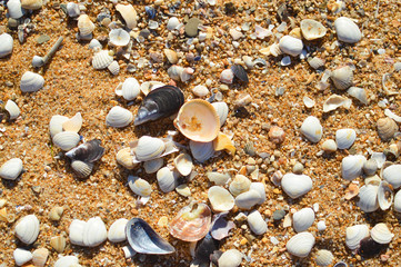 Abstract background with many seashells on the sand, ideas vacation feeling