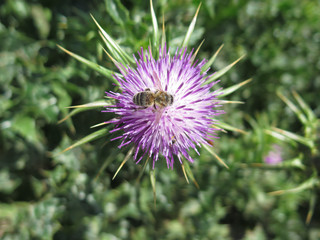 Bee on Silybum Marianum, Milk Thistle