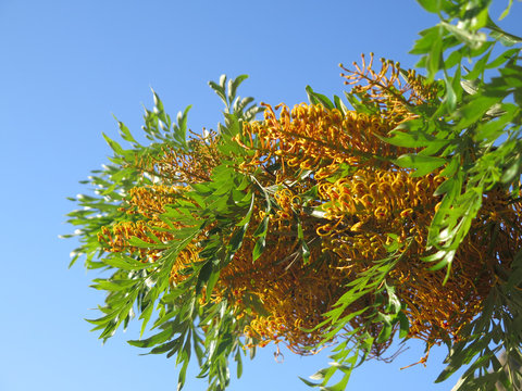 Flowering River Banksia tree