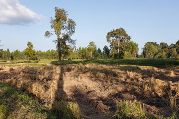 After the rice harvest