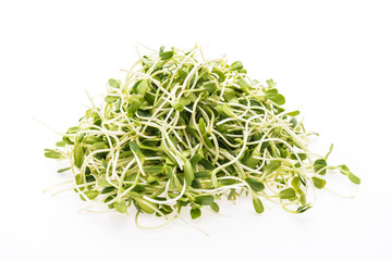 Young sunflower sprouts