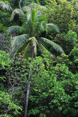 Palm in mangrove forest