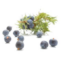 Juniper berries isolated on white background