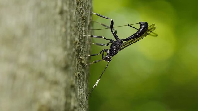 4K Ichneumon Wasp (Xorides stigmapterus) - Female Ovipositing 4