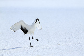 Japanese Crane